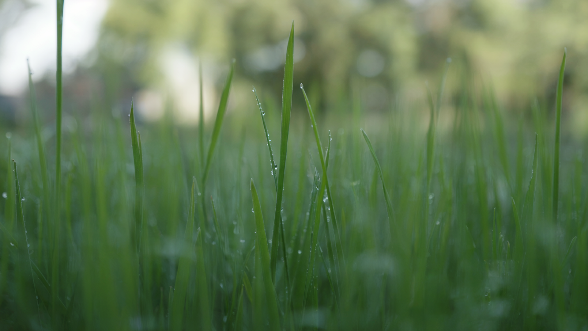 Product Labels - Emerald Lawn Care