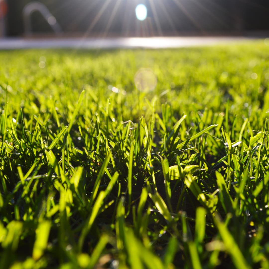 Healthy green lawn closeup