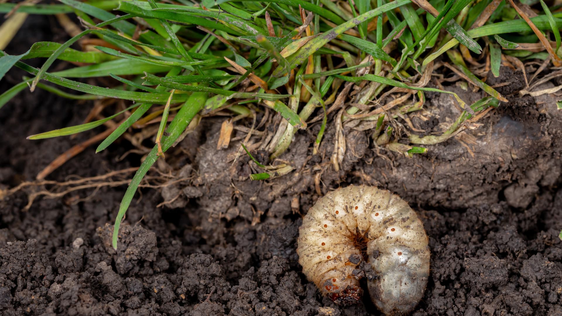 Grub Control - Emerald Lawn Care