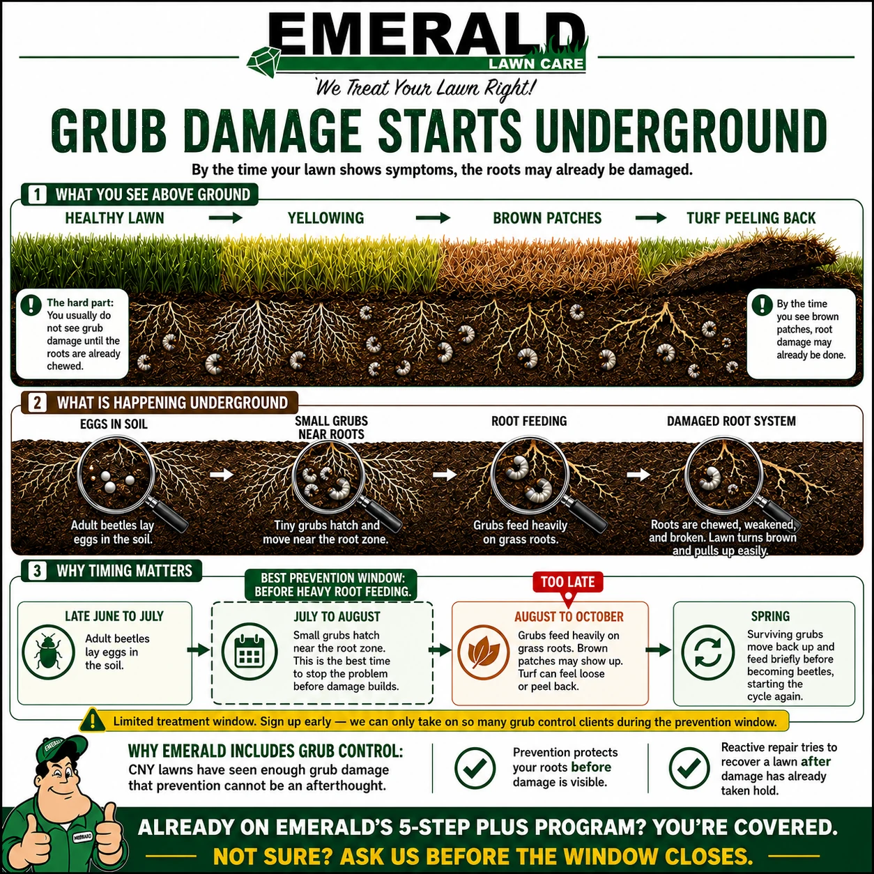 Emerald Lawn Care infographic explaining how grub damage starts underground, the visible lawn symptoms, underground root feeding, and the best prevention window.