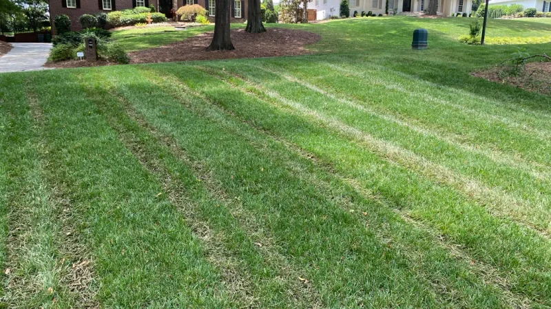 Temporary muddy tire lines resting on intact lawn grass