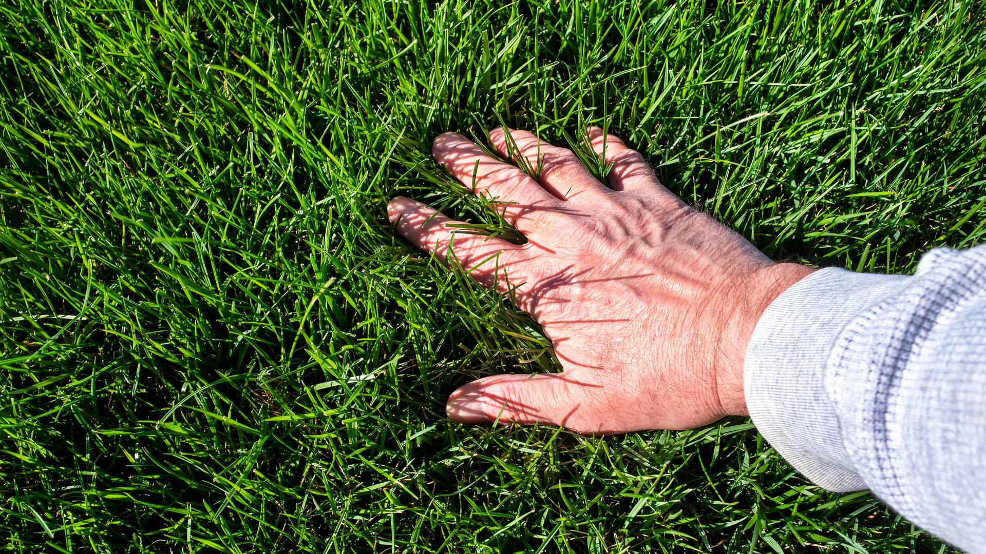 Contact Emerald Lawn Care - Emerald Lawn Care